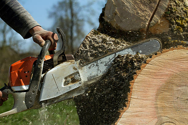 Lawn Grading and Leveling in Willows, CA